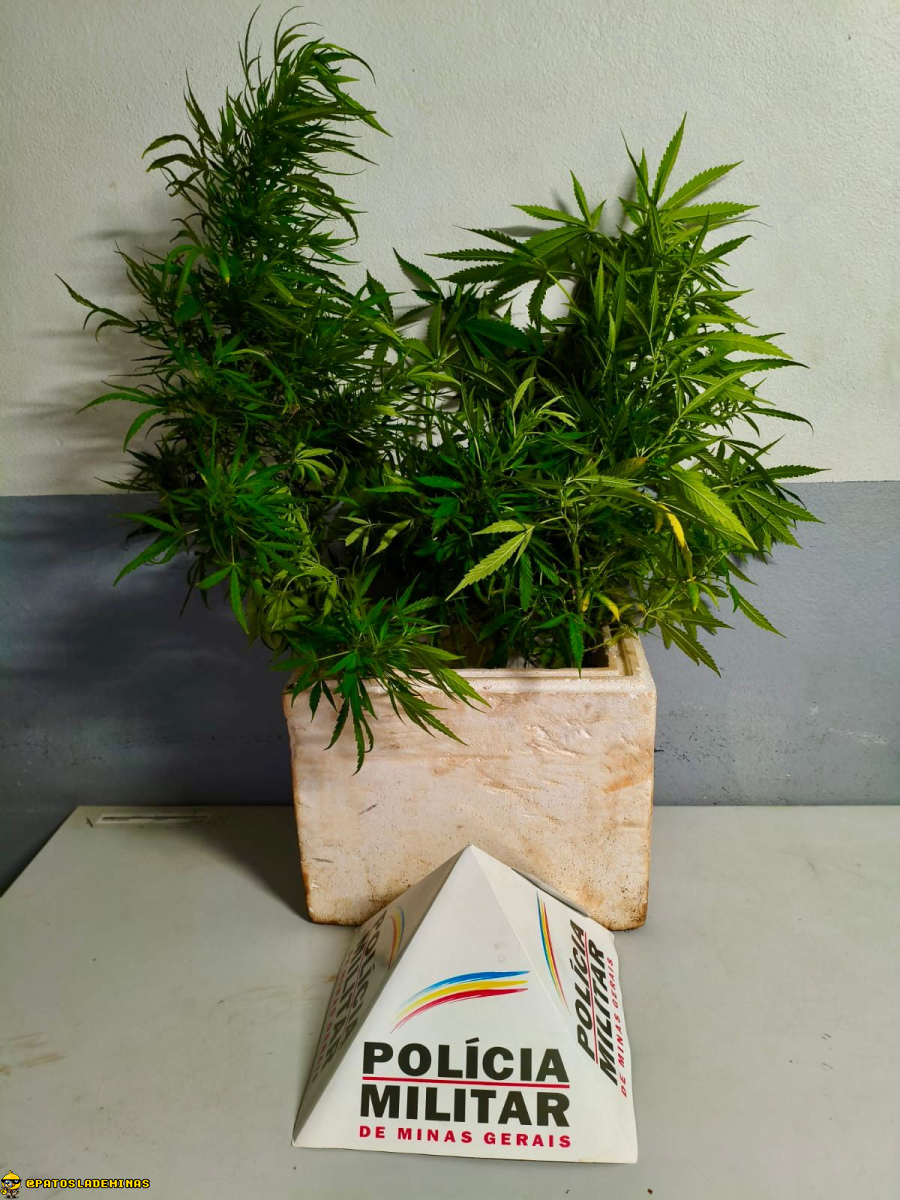 Homem é preso por agressão, ameaças e cultivo de maconha no bairro Jardim Quebec